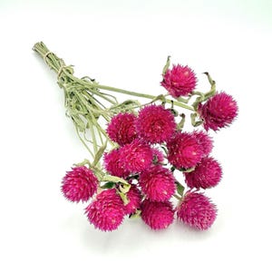 Dried Gomphrena Bundle - 15 Stems | Everlasting Flowers for Bouquets, Crafts & Home Decor | Natural Dried Floral Stems | Magenta Dry Flowers