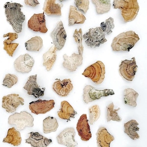 Dry mushroom collection for crafts & art, sustainably foraged mushrooms for nature-inspired projects, dried mushrooms, dry fungi craft boxes
