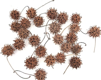 Natural Dried Seed Pods from Sweet Gum Tree for Rustic Crafts, DIY Decor, Wreaths, Natural Bowl & Vase Fillers, Nature Craft Supplies