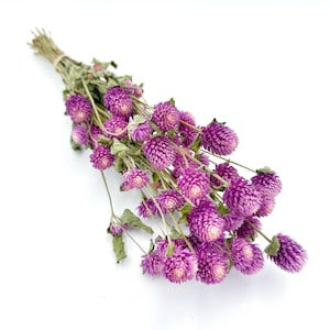 Dried Romantic Lavender/Pink Gomphrena Bundle - 15 Stems | Everlasting Flowers for Bouquets, Crafts & Home Decor, Natural Dried Floral Stems