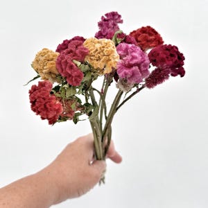 May include: A hand holding a bouquet of dried celosia flowers. The bouquet features a variety of colors, including shades of red, pink, yellow, and purple. The flowers have a textured, velvety appearance and are arranged on thin, brown stems.