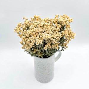 May include: A bouquet of dried, light yellow flowers in a white ceramic pitcher with a speckled texture.