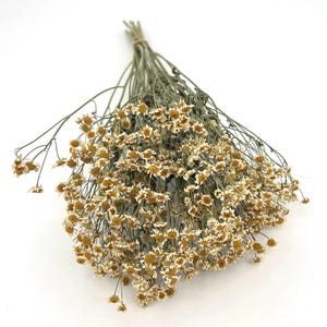 Dried Feverfew 10 Stem Bundle Great For Crafting, Arrangements, Bouquets, Bohemian Decor- Dry Flower Stems “Mini Daisy”, Bouquet Filler