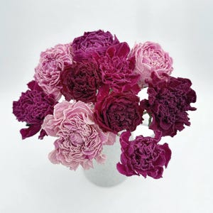 Dried Peony Bundle- Mixed Pink Hues | Preserved Peonies for Bouquets, Wreaths, Wedding Decor & Romantic Floral Arrangements, Crafts- 10 Stem