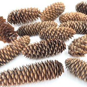May include: A collection of brown pine cones, arranged in a wave pattern on a white background. The cones are all different sizes and shapes, and they have a natural, rustic look.