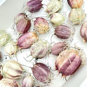 Dried Nigella Love-in-a-Mist Pods | Natural Seed Pods for Floral Crafts, Vase Filler, Wreaths, Home Decor | 25 or 50 Piece Seed Craft Box
