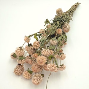 Dried Off White Gomphrena 10 Stem Bundle Great For Crafting, Arrangements, Weaths, Bouquets, Weddings, Bohemian Decor- Dry Flower Stems