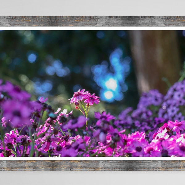 Pink Purple Ragwort Patch – Digital Download – Flower Photography, Digital Print, Printable Wall Art, Flower Wall Art Print, Floral, Nature