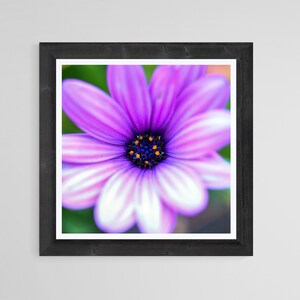 Cape Rain Daisy Close Up – DIGITAL DOWNLOAD – Flower Photography, Digital Print, Printable Wall Art, Flower Wall Art Print, Floral, Nature