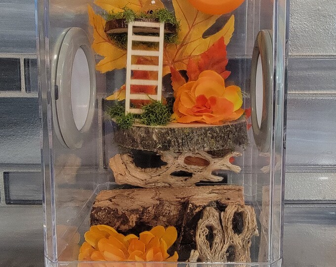 Orange Ladder Spider Enclosure Etsy