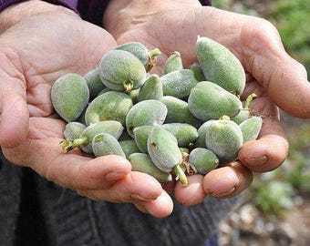1 lbs Fresh Green Almond , Fresh Raw Almond, Unripe Almond , Green Cagla Fruits, Raw Almonds, California Almonds Fast Shipping from USA.