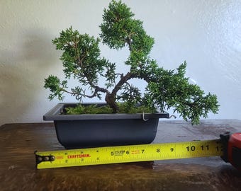 Kishu Shimpaku Juniper Bonsai