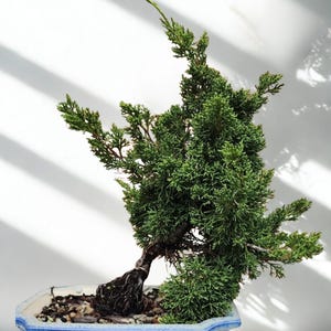 Japanese Kishu Shimpaku Bonsai in Yixing Bonsai Pot - Etsy