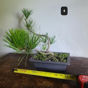 May include: A green pine bonsai tree with a curved trunk planted in a rectangular gray pot. A yellow Craftsman measuring tape is positioned in front of the pot, showing the base width is approximately 7 inches and the total length is 13 inches.