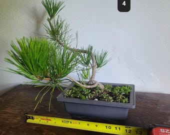 Japenese Black Pine Bonsai