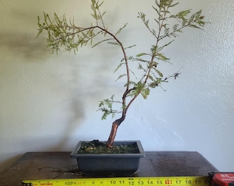 Bald Cypress Bonsai