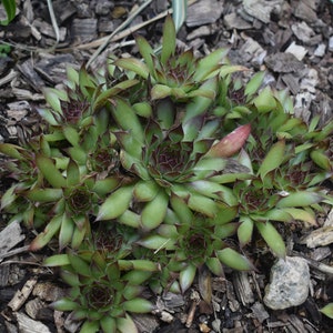 Sempervivum tectorum Hen and Chick Succulent 2 and 4 Inches