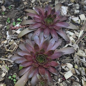 Berry Bomb Hen and Chick Succulents Colorful Hardy Succulents 2 and 4 Inches