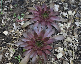 Berry Bomb Hen and Chick Succulents Colorful Hardy Succulents 2 and 4 Inches