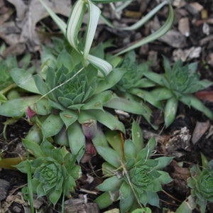 Hens and Chicks Easy To Grow Indoor And Outdoor 2 And 4 Inches