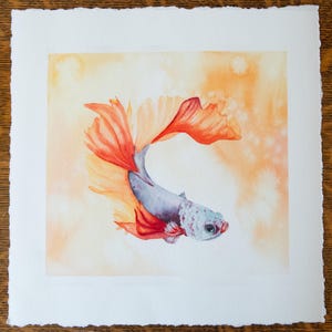 Blue and Orange Betta Fish Watercolor Print | Realistic Fish Watercolor Print | Fighting Fish