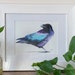 see more listings in the Birds section