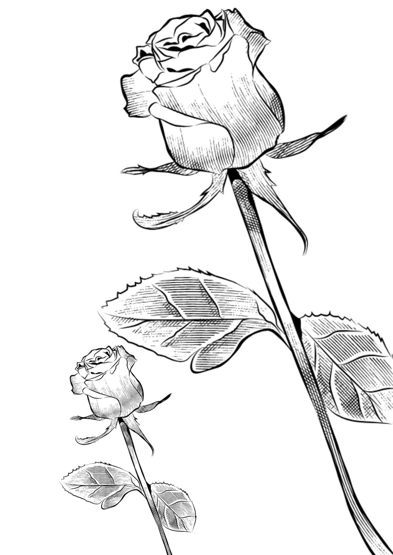 Rose Line Art Print Rose Print Continuous Line Art Drawing Single Line ...