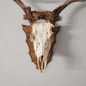 May include: A white deer skull mounted on a wooden plaque with antlers. The skull is facing forward and the antlers are pointing upwards.
