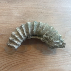 Pre-Historic Ammonite Jurassic Coast Fossil