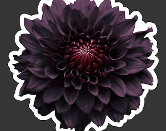 Black Dahlia Vinyl Sticker: Waterproof Moody Floral Art