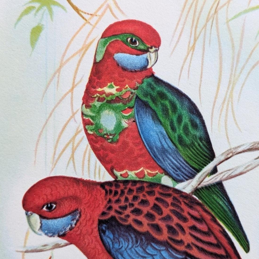 Lithographie ancienne Gould & Richter