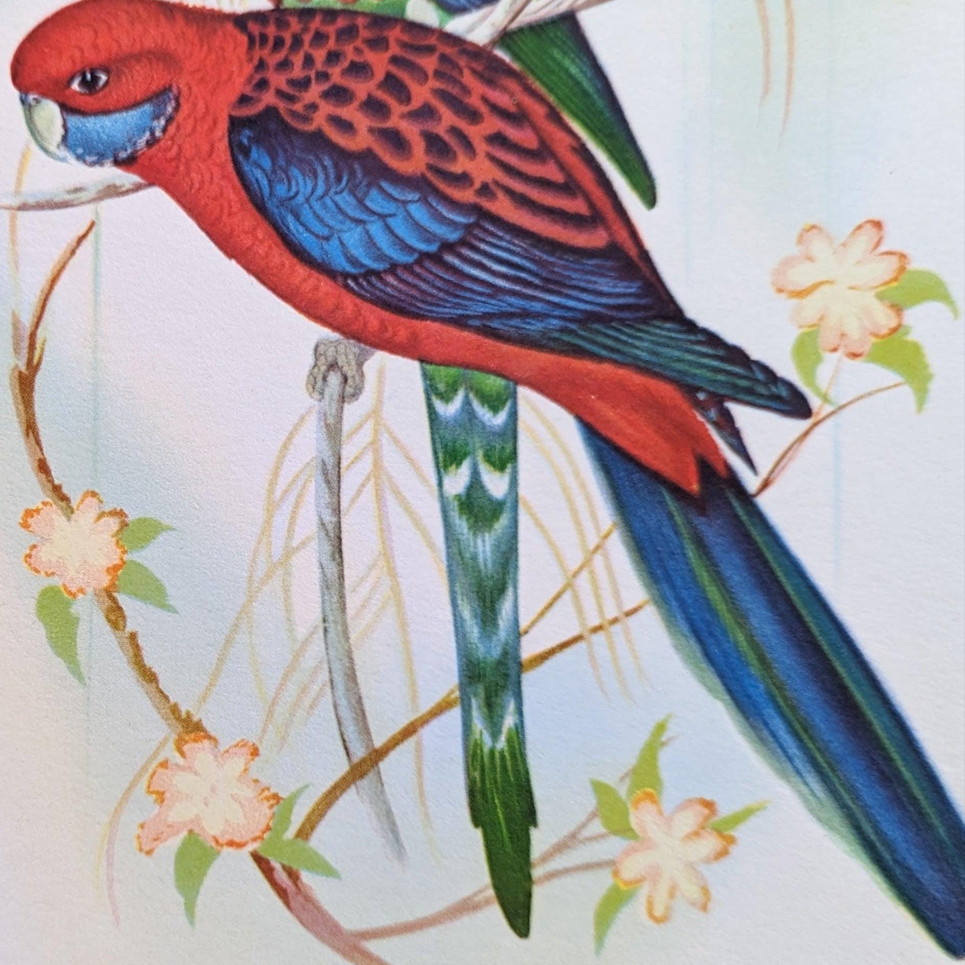 Pennant's Parakeets by Gould | 1940s Vintage Bird Lithograph