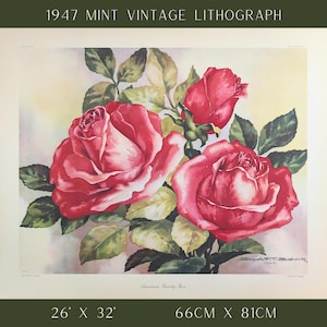 American Beauty Rose by Erich F.T. Schenk | Vintage Floral Lithograph | Romantic Rose Wall Art