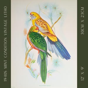 Yellow Rump Parakeets by Gould | 1940s Vintage Bird Lithograph | Exotic Green Gold Wall Art | Midcentury Decor