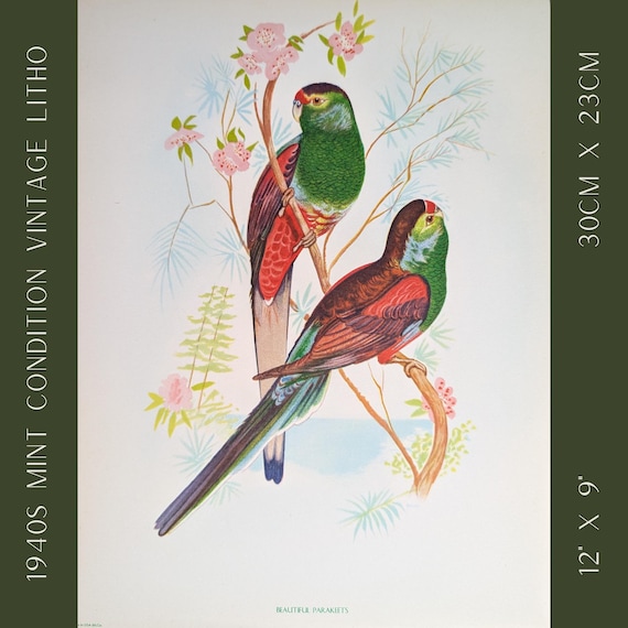 Beautiful Parakeets by Gould | 1940s Vintage Bird Lithograph