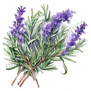 Ensemble d'herbes clipart aquarelle, herbier résolution haute qualité, 300 DPI, téléchargement immédiat, 01