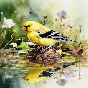 Goldfinch Drinking Water Clipart, 12 JPG High Resolution Instant Download for Journals, Crafts, Cards, Invitations, Coasters & More