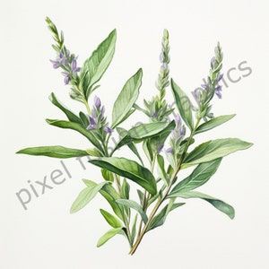 Ensemble d'herbes clipart aquarelle, herbier haute qualité résolution, sauge, basilic, romarin, 300 DPI, téléchargement immédiat, 04