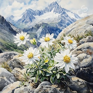 Edelweiss Alps Mountain Flower Watercolor Clip Art, Pure Noble White Flower Illustration Sublimation Design EDEF