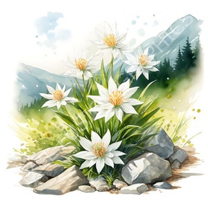 Edelweiss Swiss Alpine Flower Mountain Acquerello Fiore Clip Art, Fiore Bianco Puro Illustrazione Sublimazione Design FE1