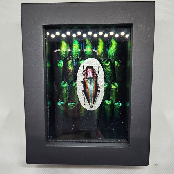 Preserved Rainbow Beetle Shadow Box