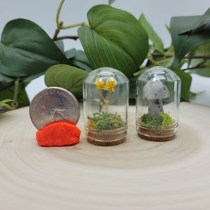 Mini Terrariums Set of 2 with Mushroom, Flowers