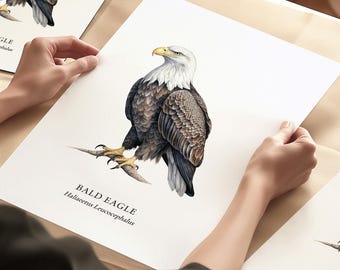 Bald Eagle Art, Birds Of Prey, Illustrated Birds, Bird Gifts, Wall Decor