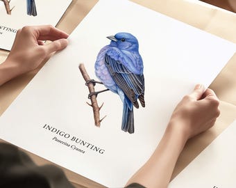 Indigo Bunting Print, Bird Poster Gifts, Bird Lover Art, Bird Cards, Home Decor Prints, Illustrated Birds