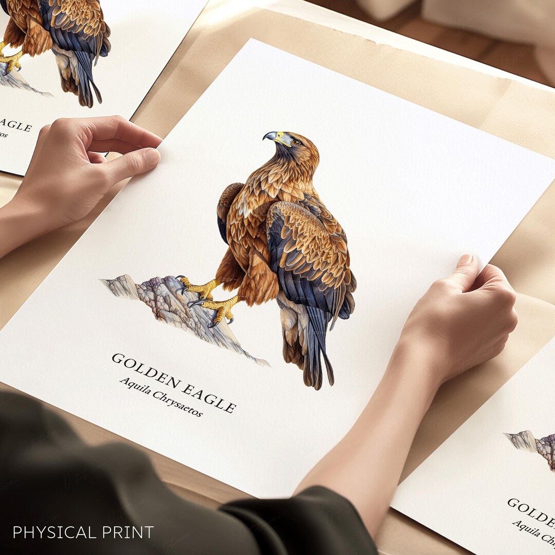 Golden Eagle Bird Posters, Bird of Prey Collection, Wall Decor ...