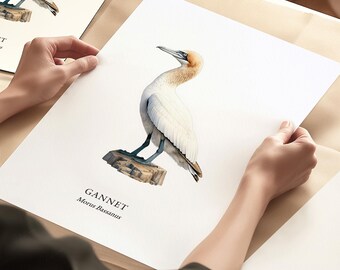 Bird Poster, Gannet Print, Bird Lover Gift, Home Wall Decor