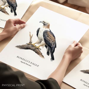 May include: A watercolor print of a Bonelli's Eagle perched on a branch. The eagle has white, brown, and black feathers, with yellow talons. The print includes the text "Bonelli's Eagle Aquila Fasciata" and "PHYSICAL PRINT".