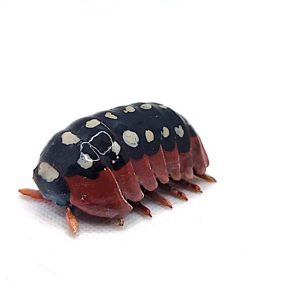 3d Printed Isopods - Etsy