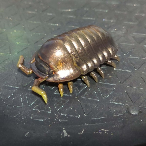 3D Printed Isopod - Rubber Ducky Iridescent Paint scheme- 60mm