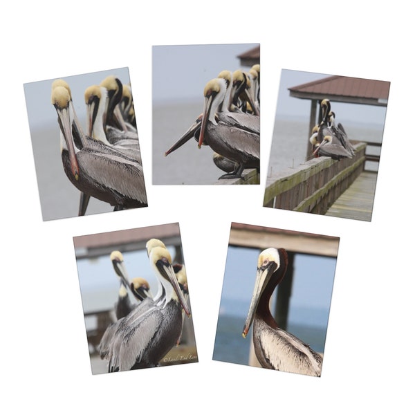 Note Card blank Multi-Design Pelican Greeting card with envelope pelican set of cards any occasion notecard for hostess gift greeting card